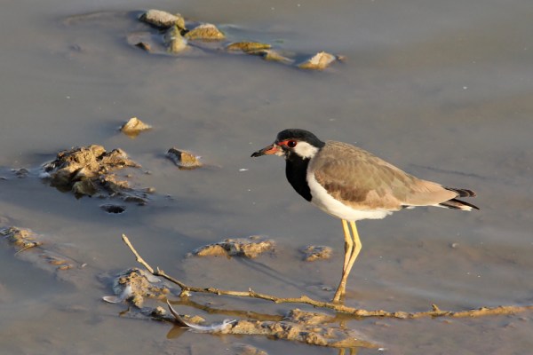 Red-wattled Lapwing