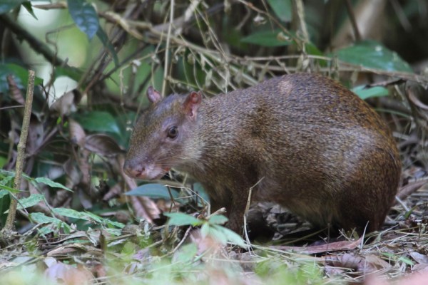 Central American Agouti