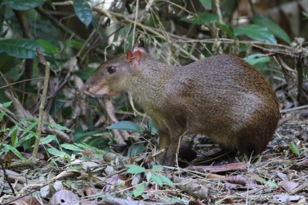 Central American Agouti