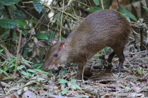 Central American Agouti