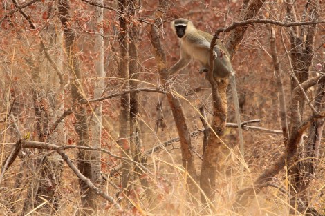 Tantalus Monkey in the Pendjari National Park, Benin