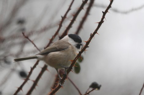 Marsh Tit