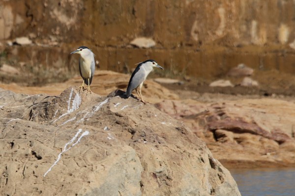 Black-crowned Night Heron