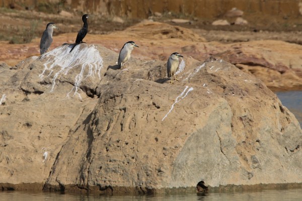 night herons and a Little Cormorant