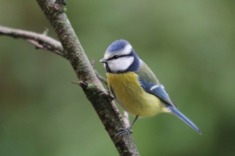 Eurasian Blue Tit