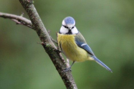 Eurasian Blue Tit
