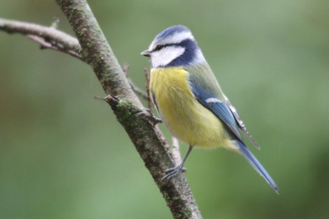 Eurasian Blue Tit