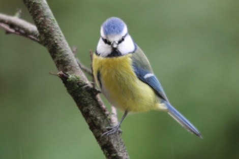Eurasian Blue Tit