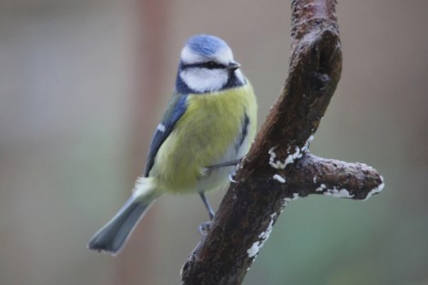 Eurasian Blue Tit