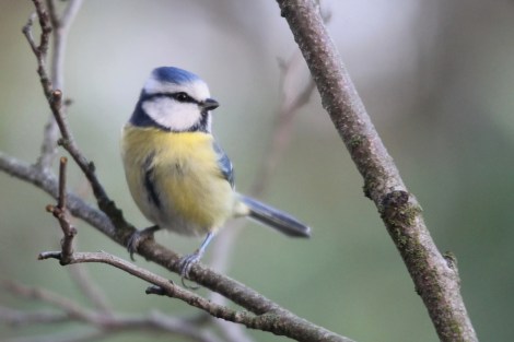 Eurasian Blue Tit