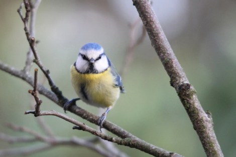 Eurasian Blue Tit