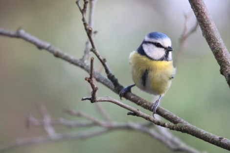 Eurasian Blue Tit