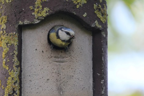 breeding Eurasian Blue Tit (May 2014)