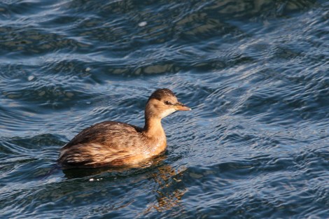 Little Grebe in the evening light