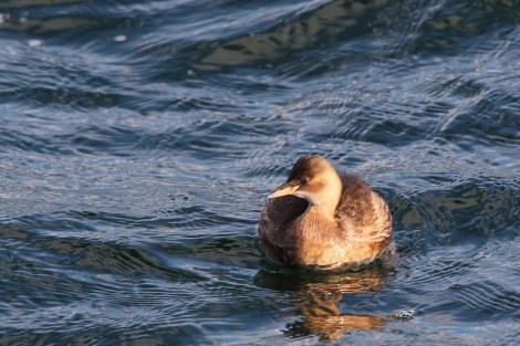 Little Grebe in the evening light