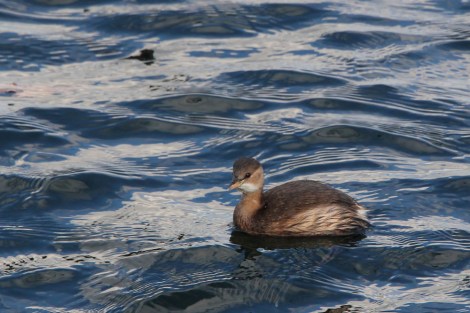 Little Grebe