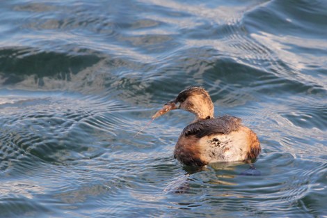 tasty shrimp for dinner