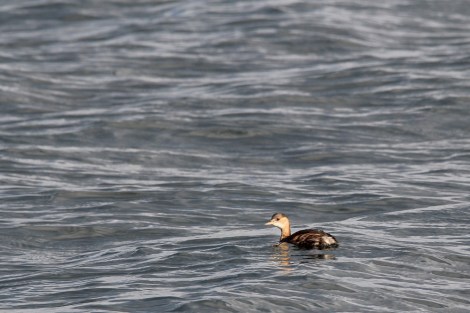 Little Grebe