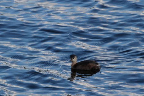Little Grebe
