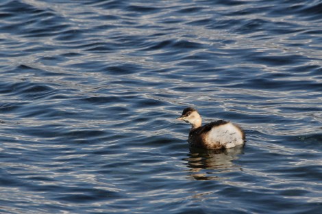 Little Grebe