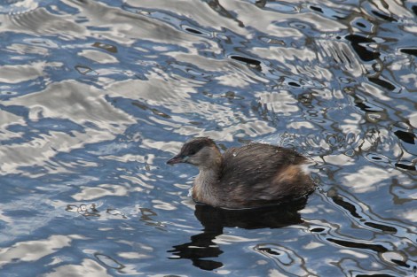 Little Grebe