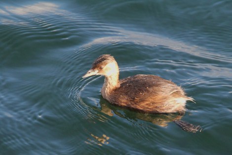 Little Grebe