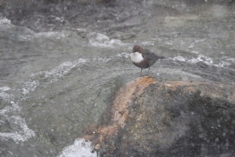 White-throated Dipper