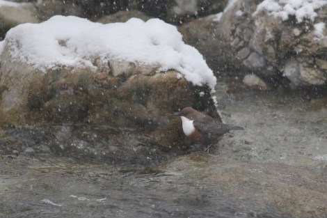 White-throated Dipper
