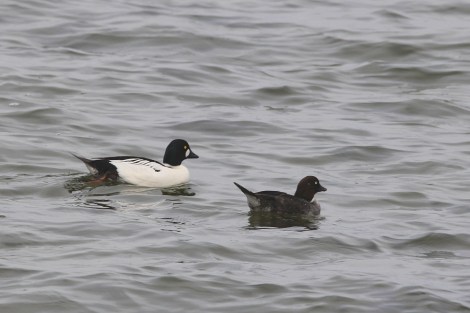 male and female Common Goldeneye