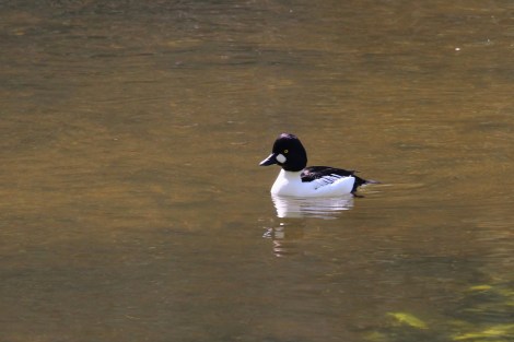 male Common Goldeneye