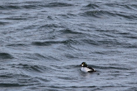 male Common Goldeneye