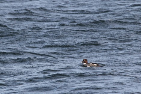 female Common Goldeneye