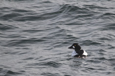 male Common Goldeneye
