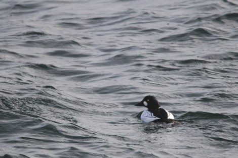 male Common Goldeneye