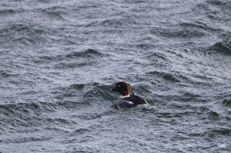 female Common Goldeneye