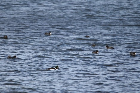 Common Goldeneye among a group of Eurasian Coots