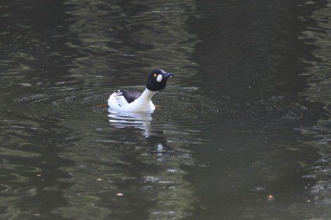 male Common Goldeneye