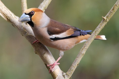 Hawfinch