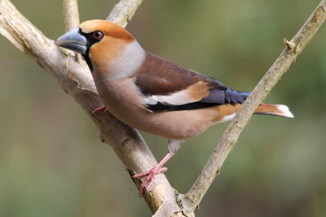 Hawfinch