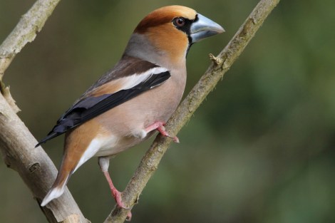 Hawfinch