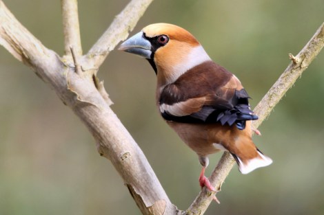 Hawfinch