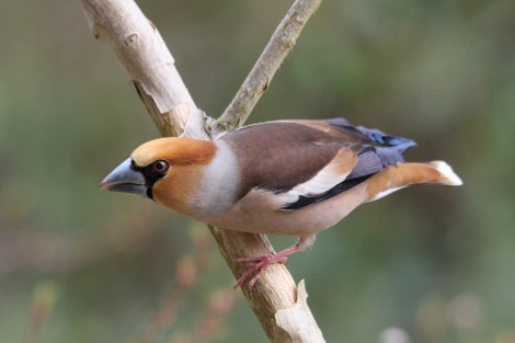 Hawfinch