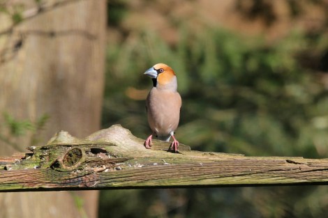 Hawfinch