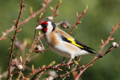 European Goldfinch