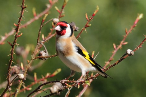European Goldfinch