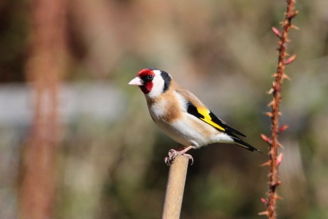 European Goldfinch