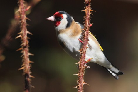 European Goldfinch