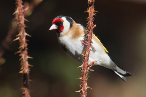 European Goldfinch