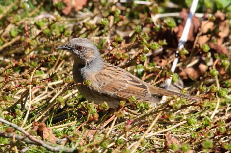 Dunnock