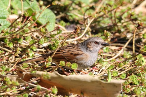 Dunnock